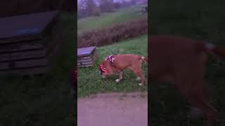 Natte ochtendwandeling met boxer Lemmy [upl. by Kinzer]