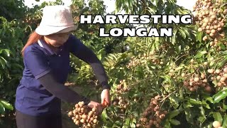 Growing and harvesting longan fruit cultivating longan Fruit greenfruitchannel [upl. by Antsirhc37]