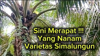 inilah performa Varietas Simalungun PPKS [upl. by Ciardap]