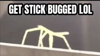 GET STICK BUGGED LOL [upl. by Hceicjow]