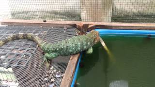 Caiman Lizard trying to breed [upl. by Akem]