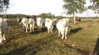 Moving Cows [upl. by Boru]