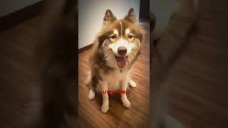 Kblin 🐶 huskysiberiano pets siberianhusky husky [upl. by Erb477]