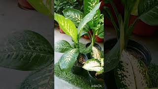 Diffenbachia plant ll how to care Diffenbachia ll ☘️☘️ ll [upl. by Uon]