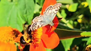 Fall Nectar CRAZE Butterflies and Bumblebees [upl. by Carlota]