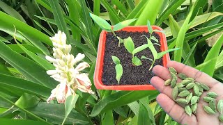 How to grow Cardamom from seeds  Grow Cardamom  Elaichi plants faster at home [upl. by Aihsekyw]