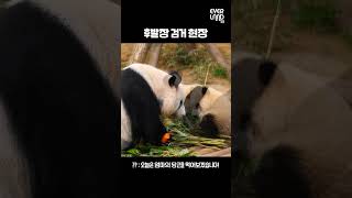 엄마가 잠든 후에 후이바오 당근먹방 편  shorts panda twins [upl. by Jacie]