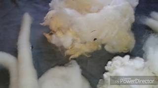 Make roving on hand cards without a diz  Learn to spin from fleece 3 [upl. by Senilec116]