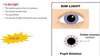 PUPILLARY MECHANISM in 3 minutes [upl. by Llehsyt]