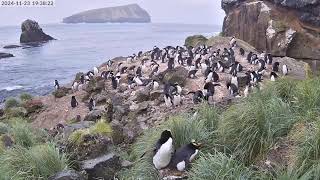 TawakiCam  Erectcrested penguins in Anchorage Bay Antipodes Island [upl. by Alimaj234]