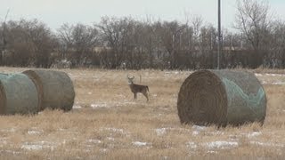 Running WhiteTailed Deer [upl. by Osbourne]