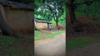 Village life farming reel❤️🌾  shorts creative fruit villagelife farming photography desi [upl. by Georas303]