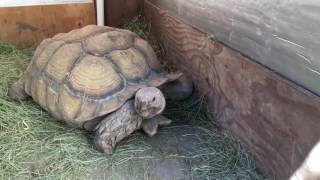 Outdoor DIY Sulcata Tortoise Housing In Cooler Climates [upl. by Anitroc]