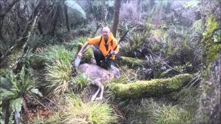 Hunting at Masons Bay Stewart Island [upl. by Adohr]