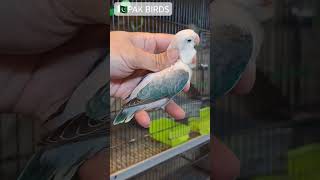 African Lovebirds Mutation lovebirds africanlovebirds parrot lovebird fischer shorts [upl. by Ahsemad]