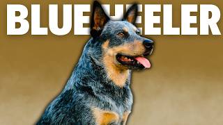 The Ultimate Herding Dog Blue Heeler [upl. by Karoline]