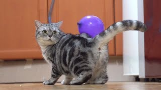 고양이에게 풍선혹 붙이기 Attaching a Balloon to Cats SURIampNOEL [upl. by Natsirk]