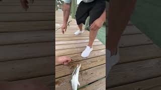 Fishing in the Florida keys fishing youtubeshorts fish florida [upl. by Carothers]