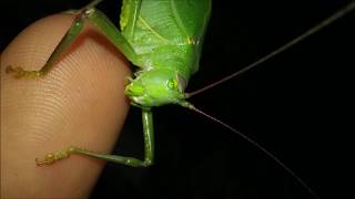 Katydid Displays Ovipositor Leg Cleaning Behavior Mouthparts Camouflage  Mantis amp Moth [upl. by Aihsatsan303]