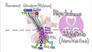 HISTOLOGÍA DEL SISTEMA ENDOCRINO  Eje Hipotálamo Hipofisario [upl. by Naic897]