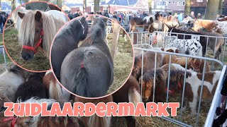 PAARDENMARKT ZUIDLAREN 2024 Nemen we dit jaar een pony mee vlog 184 [upl. by Nerhe]