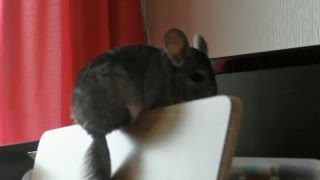 Chinchilla Play Time [upl. by Merv]