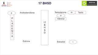 GROW Society Adrenal Learning Module Steroidogensis Part II [upl. by Bogusz]