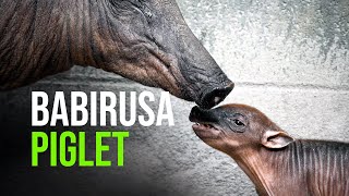 Baby Babirusa Born at Nashville Zoo [upl. by Perr]