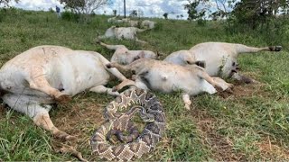 CASCAVEL MATA 7 VACAS FOMOS ATRÁS DELA  FABINHO FILHO DO SERTÃO [upl. by Ehrenberg]