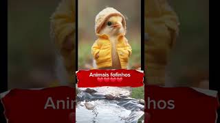 Animais fofinhos ytshorts shirtvideo aves [upl. by Hittel]