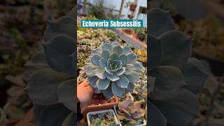 Echeveria Subsessilis succulentlove suculentasconamor succulents [upl. by Olim]