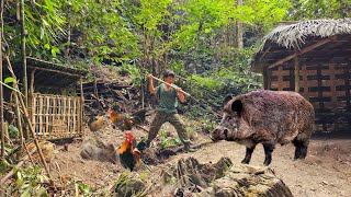 Giant wild boar suddenly appeared around the shelter survival alone [upl. by Elleinahc]