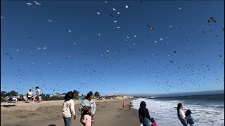 Murmuration Birds Santa Cruz Beach [upl. by Loesceke]