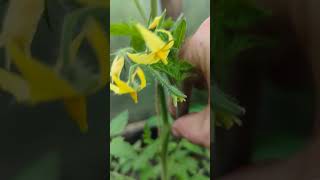 Deeply satisfying gardening greenfingers tomatoes sideshoots [upl. by Enomar]