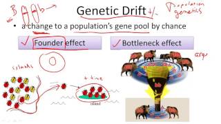 Genetic Drift [upl. by Secrest]