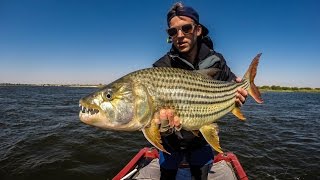 Tigerfish Frenzy On the Drift  FlyBru [upl. by Ayekim709]