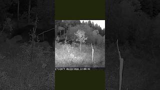 Montana Baby Moose Running  June 2024 moose babyanimal montana trailcam nature wildlife cute [upl. by Kazmirci]