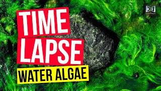 Time Lapse Water Algae [upl. by Iraam187]