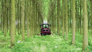 The Life Cycle of Paulownia  Modern Agriculture Planting and Harvesting Paulownia Trees [upl. by Yntrok102]