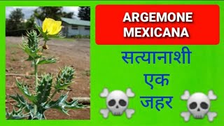 Argemone Mexicana Poisoning  सत्यानाशी [upl. by Balliett762]