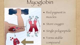 AS level G5 Foetal haemoglobin and myoglobin Ms Cooper [upl. by Enywtna]