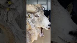 81yearold man sentenced for cloning giant sheep and breeding it [upl. by Jac]