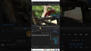 430Day in primierepro How To Use Source Windo in Primiere Pro timelinetuesdaytimelinejs editor [upl. by Uda]