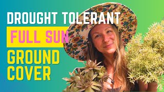 The BEST Drought Tolerant Full Sun Ground Cover Plants [upl. by Aneehta]