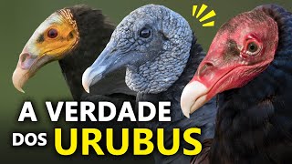 URUBUS são CANIBAIS Como os urubus localizam A CARNIÇA Os segredos dos URUBUS do BRASIL [upl. by Rebme673]