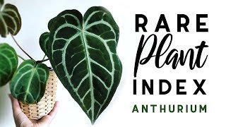 Rare Plant Index 4  Anthurium  Uncommon to Extremely Rare Plants [upl. by Ettevahs973]