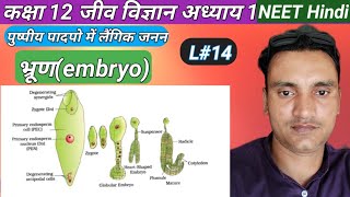 class12 Ncert Biology L14 l Embryo भ्रूण l LS section of Dicot amp monocots Embryo biology neet [upl. by Yoong952]