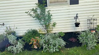 Putting down Mulch for garden beautification [upl. by Llorre]