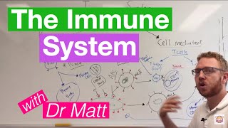 The Immune System Overview [upl. by Hseyaj]