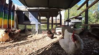 Backyard Chickens  September 26 2024  Daily Video 🐣🐥🐤🐔🐓 [upl. by Ddet]